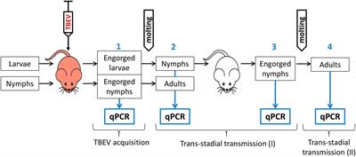 Hybrids of Ixodes ricinus and Ixodes persulcatus ticks effectively acquire and transmit tick-borne encephalitis virus